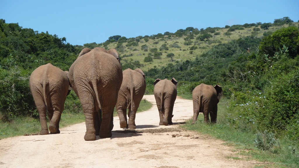 addo_elephant