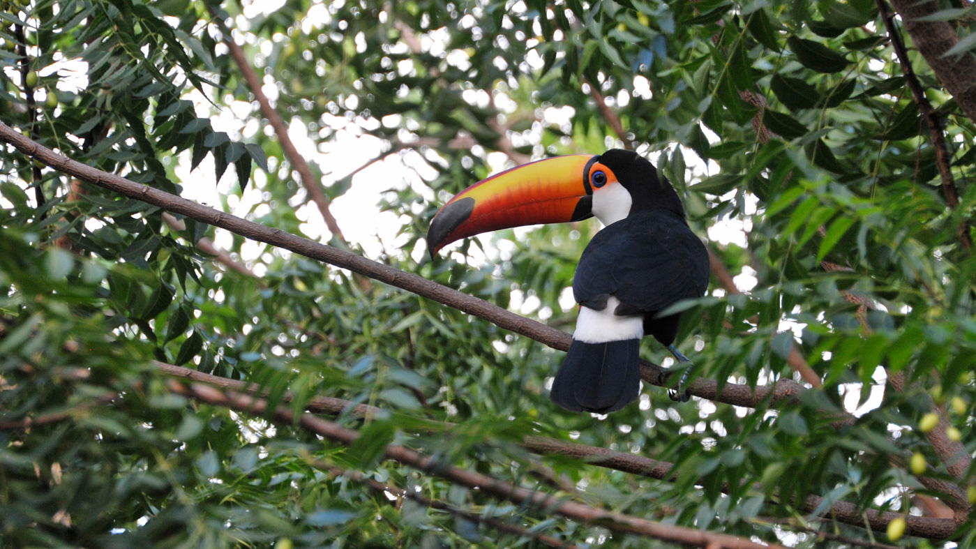 Amazon Wildlife Toucan Toco