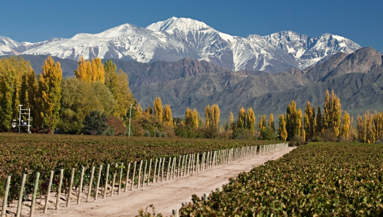 Mendoza Vineyard