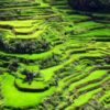 banaue rice terraces