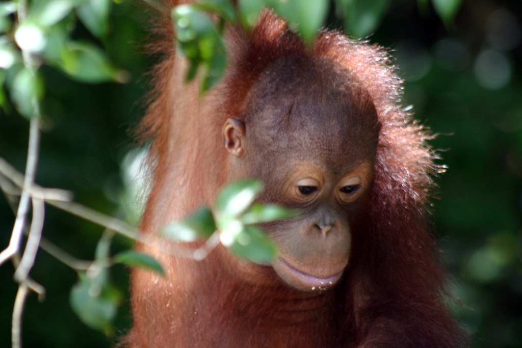 borneo orangutan