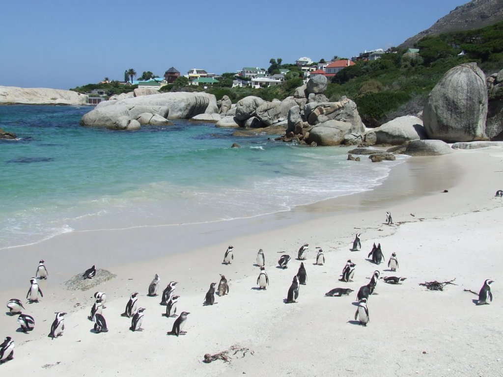 Boulders Beach Cape Point