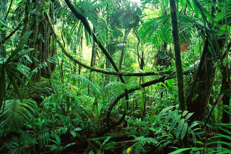 brazil-rainforest