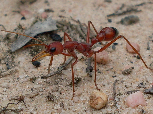 Jack Jumper Ant