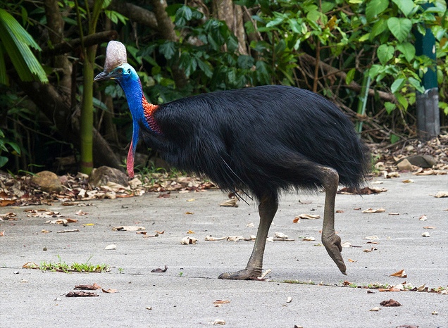 Cassowary