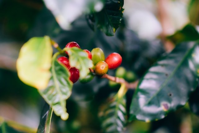 Coffee Beans, Plantation in Alajuela, Costa Rica