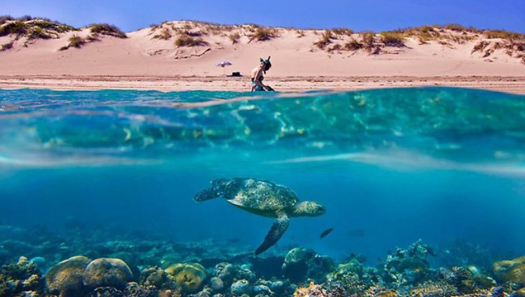 coral bay snorkelling