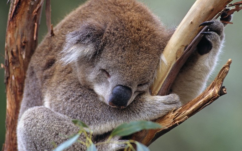 Cute Koala