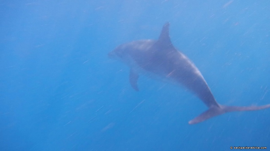 Dolphin, Bay of Islands