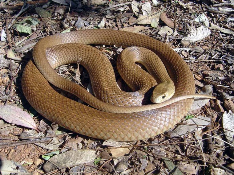 Eastern Brown Snake