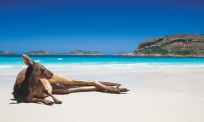 Esperance-Kangaroo-on-Lucky-Bay-Beach