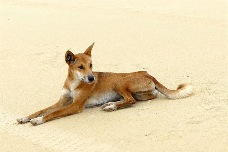 Fraser Island Dingo