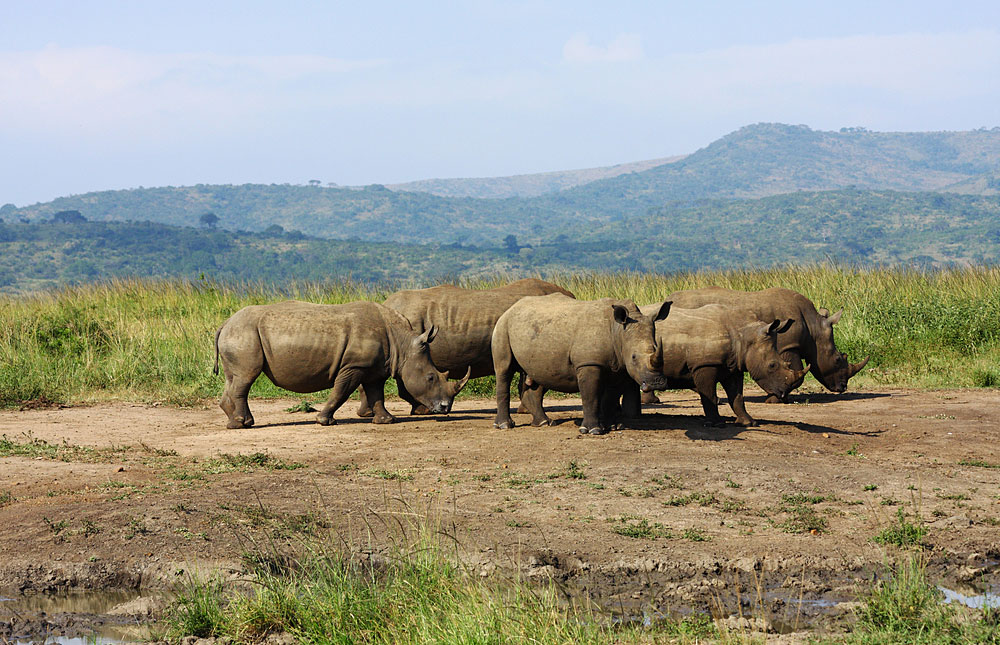 Hluhluwe–iMfolozi Park