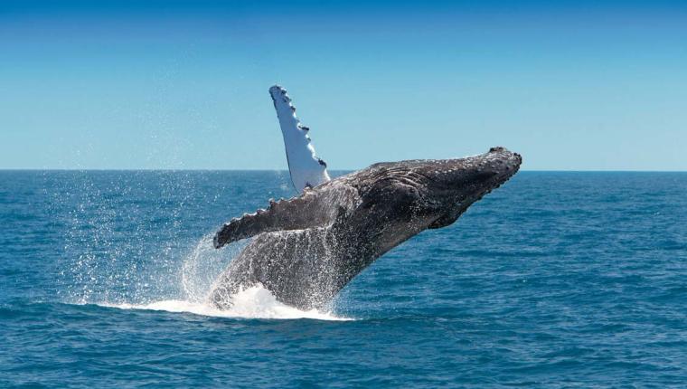 Humpback Whale Breaching Migration Australia