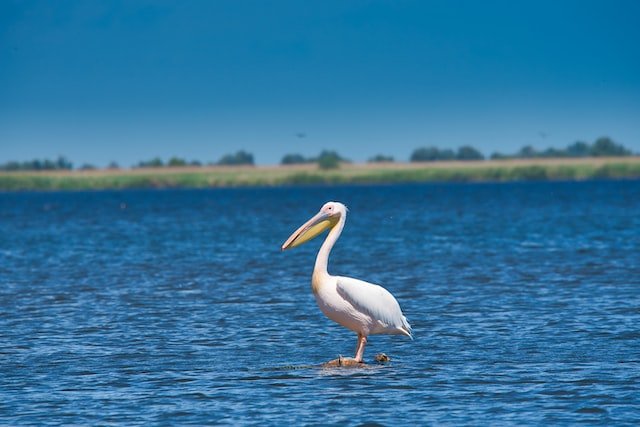 The Danube Delta, Romania