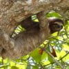 Sloth in Costa Rica