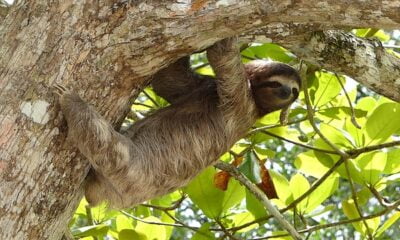 Sloth in Costa Rica