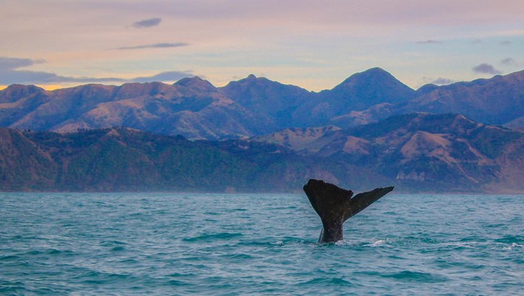 Kaikoura Whale