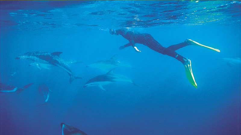 Kaikoura Dolphins