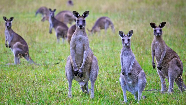 Kangaroos