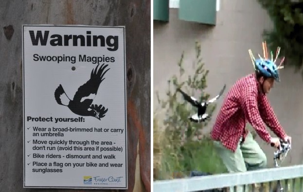 Australian Magpie Dive Bombing Sign