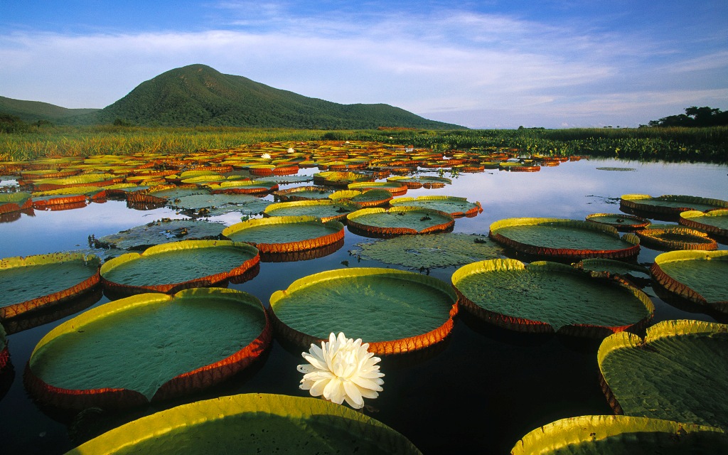 The Pantanal 