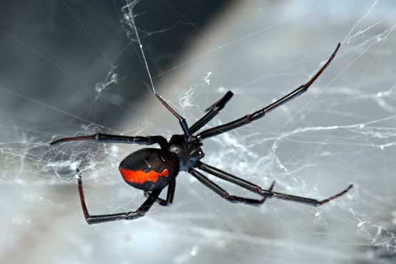 Redback Spider