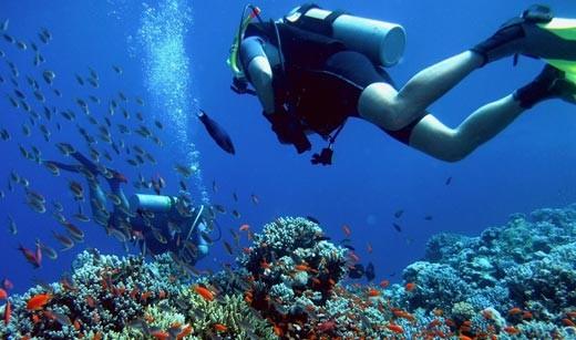 Diving Great Barrier Reef