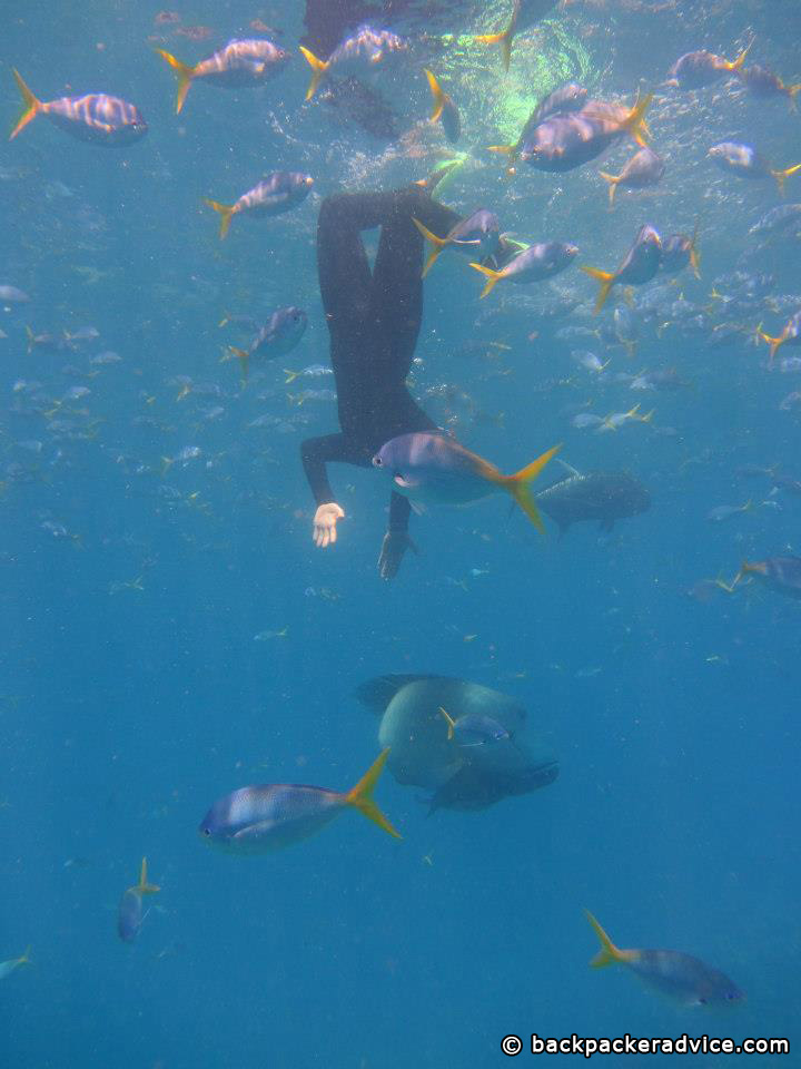 Snorkelling Whitsundays