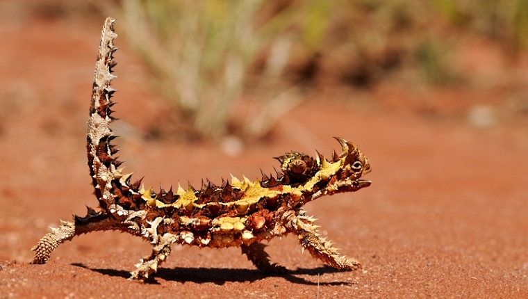 Thorny Devil