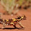 Thorny Devil Lizard