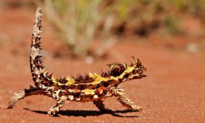 Thorny Devil Lizard