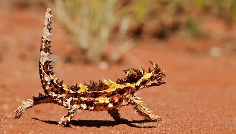 Thorny Devil Lizard