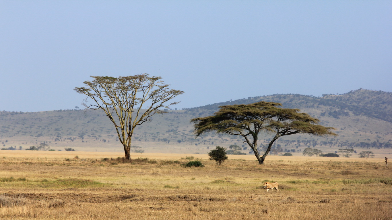 African Savannah