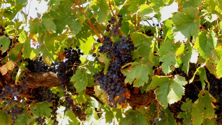 wine grapes barossa valley