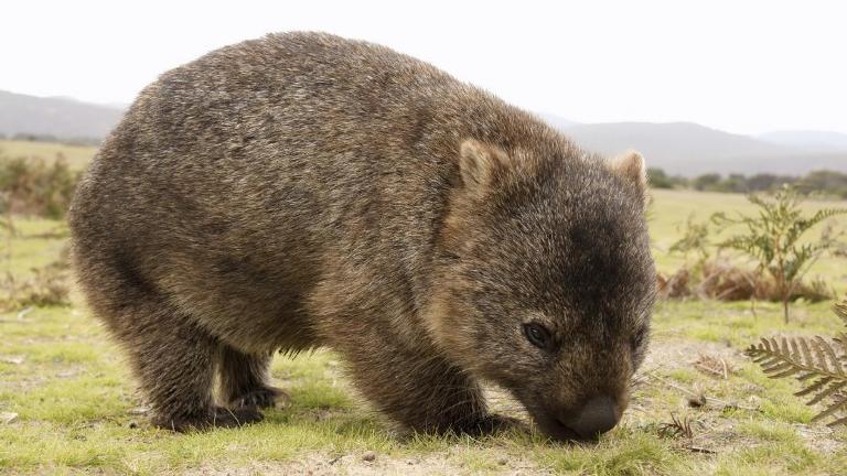 Wombat